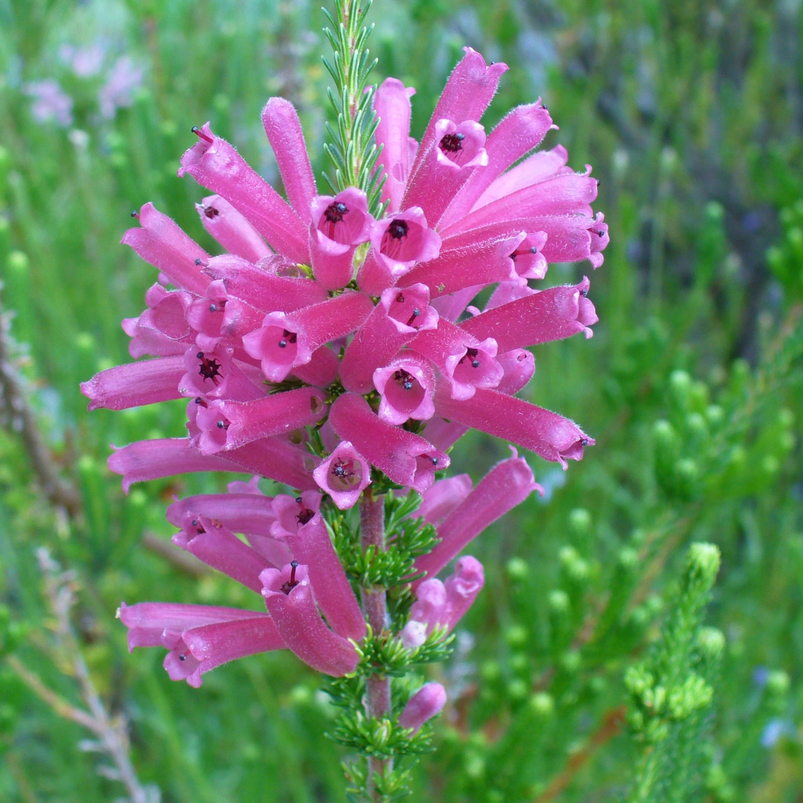 Urze Locklear Urze do Cabo : venda Urze do Cabo / Erica verticillata