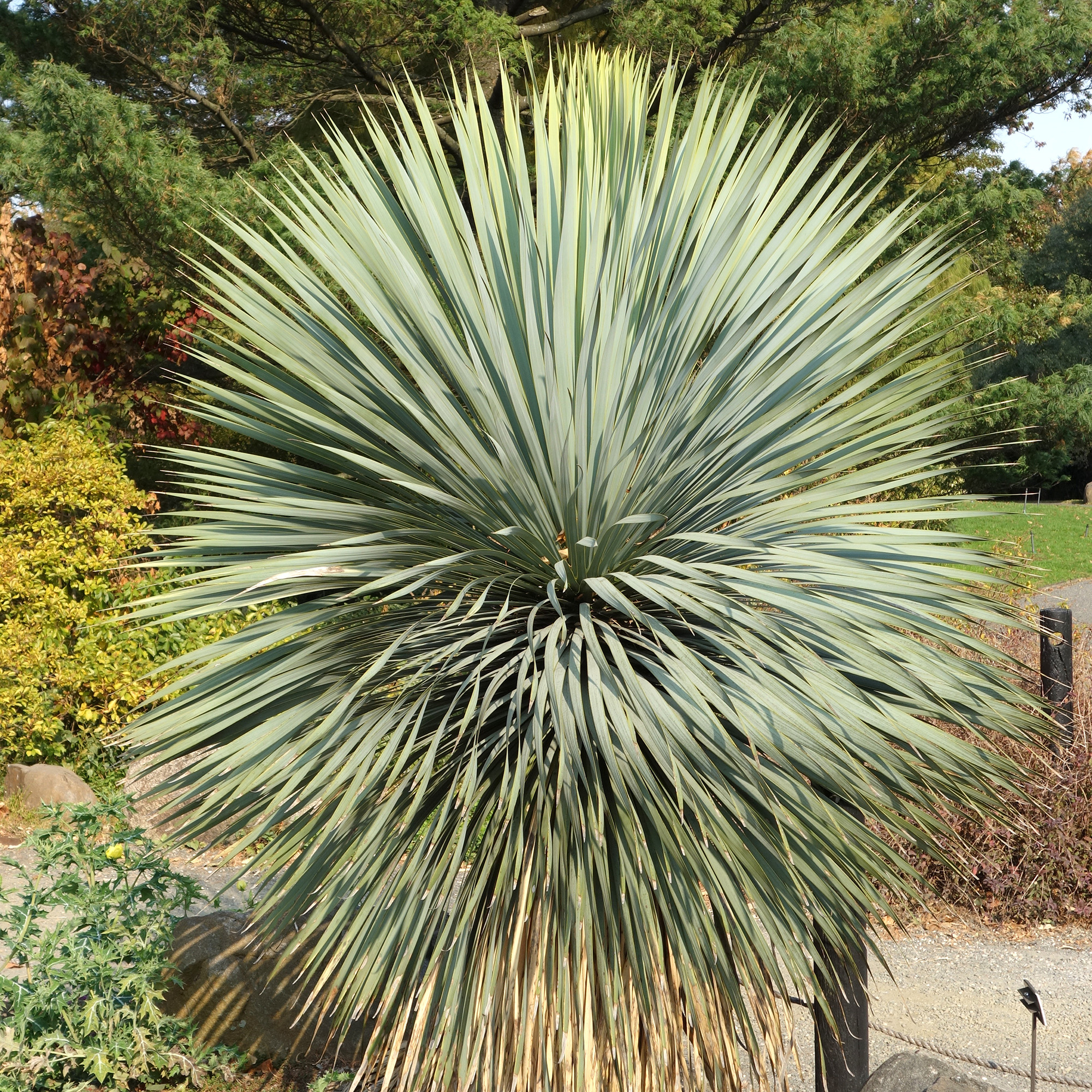 Yucca Rstrata Yucca rostrata : venda Yucca rostrata / Yucca rostrata