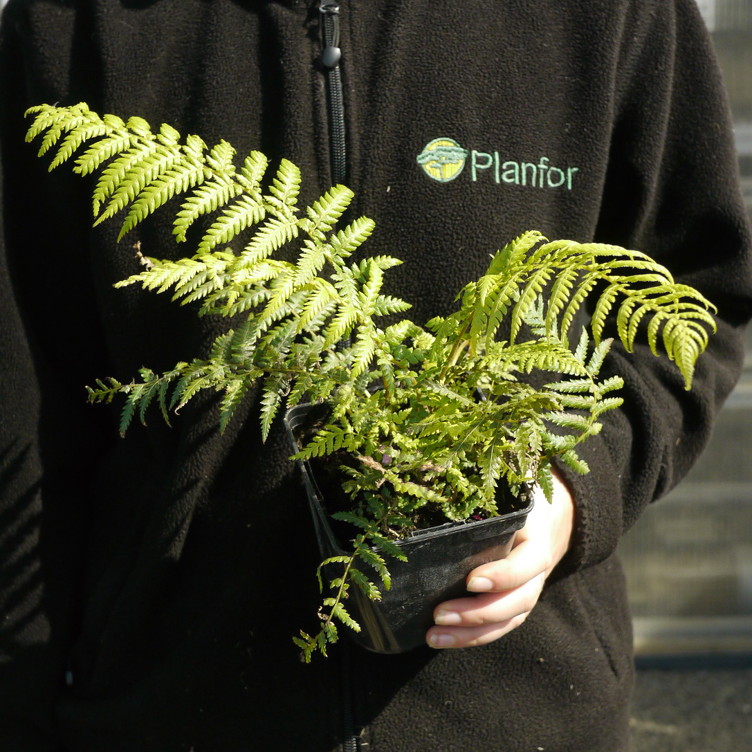 Pteridófita, Feto arborescente