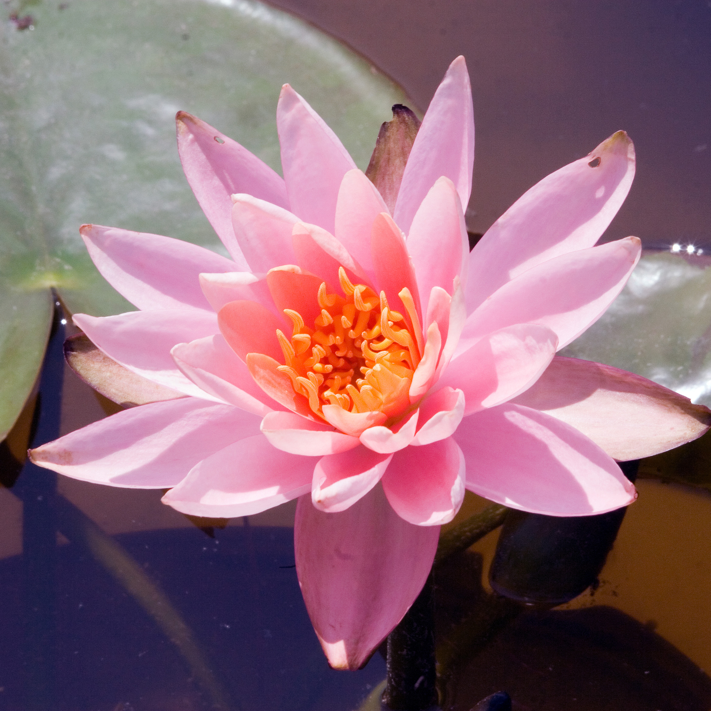 Nenúfar 'Colorado'