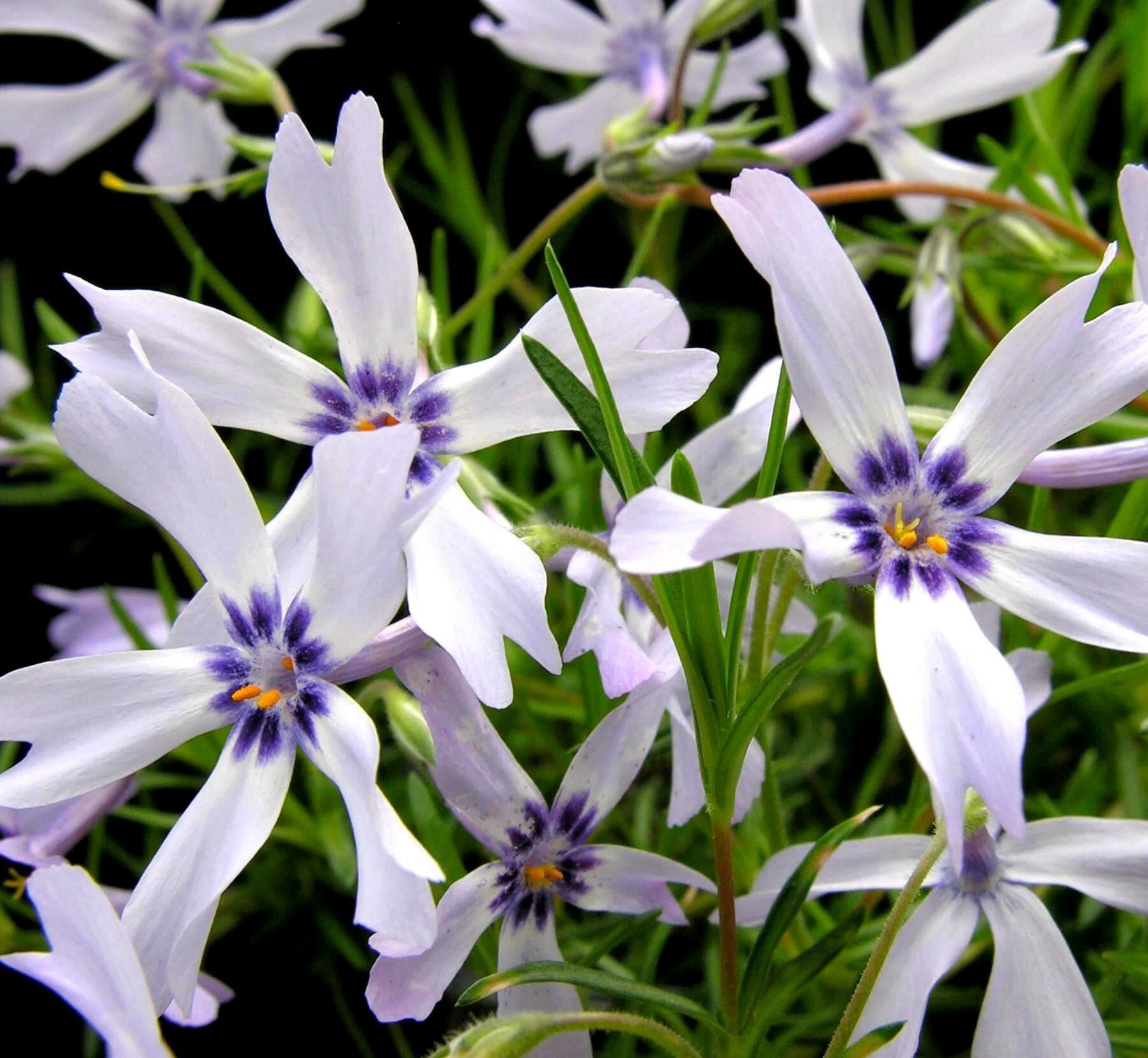 Phlox anã bicolor, Phlox espuma bicolor