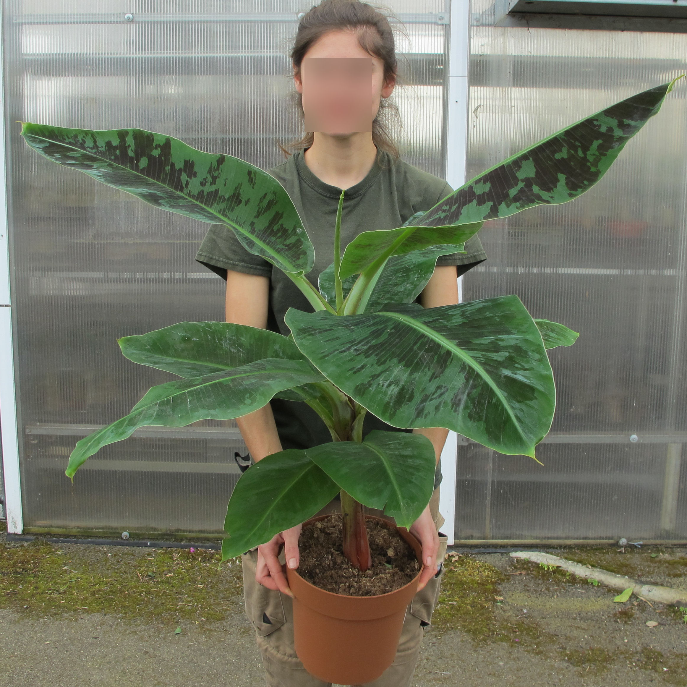 Bananeira anã de frutos