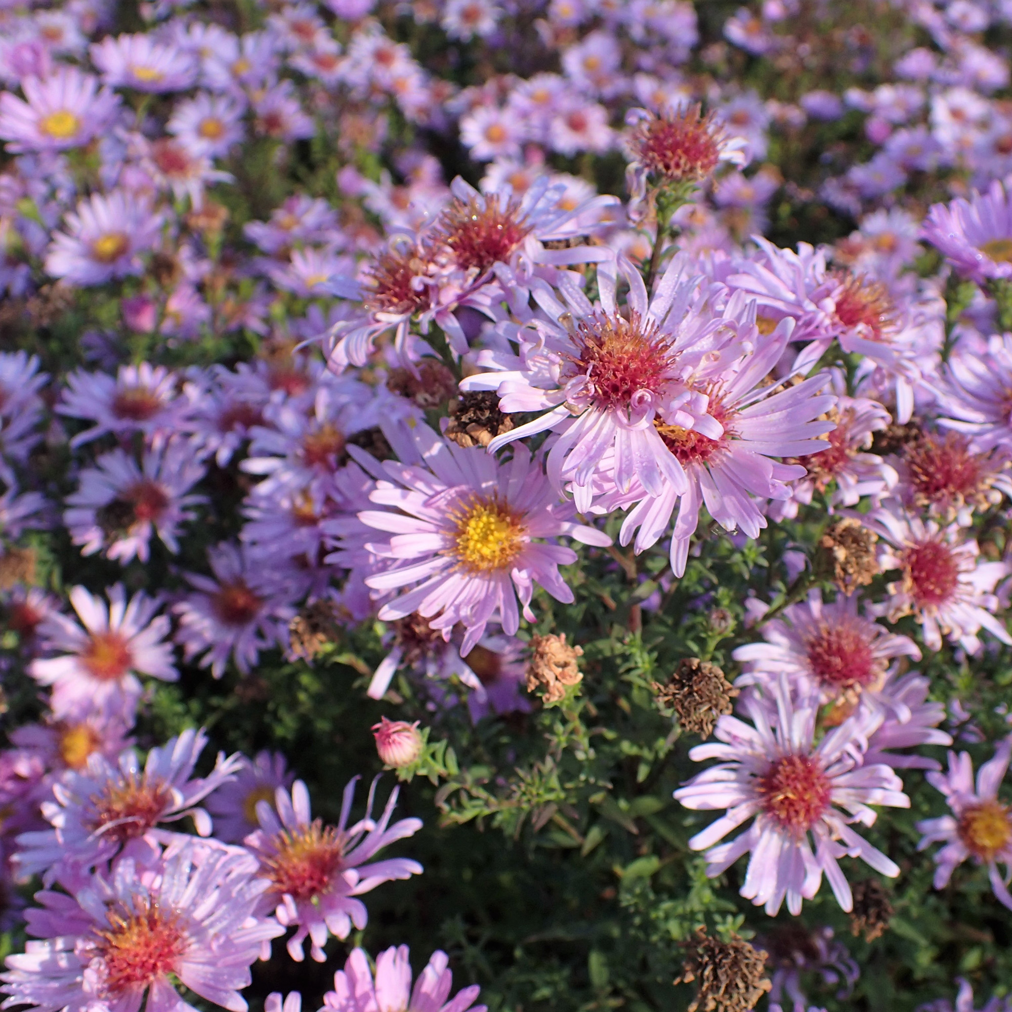 Áster rosa de outono : venda Áster rosa de outono / Aster dumosus rosea