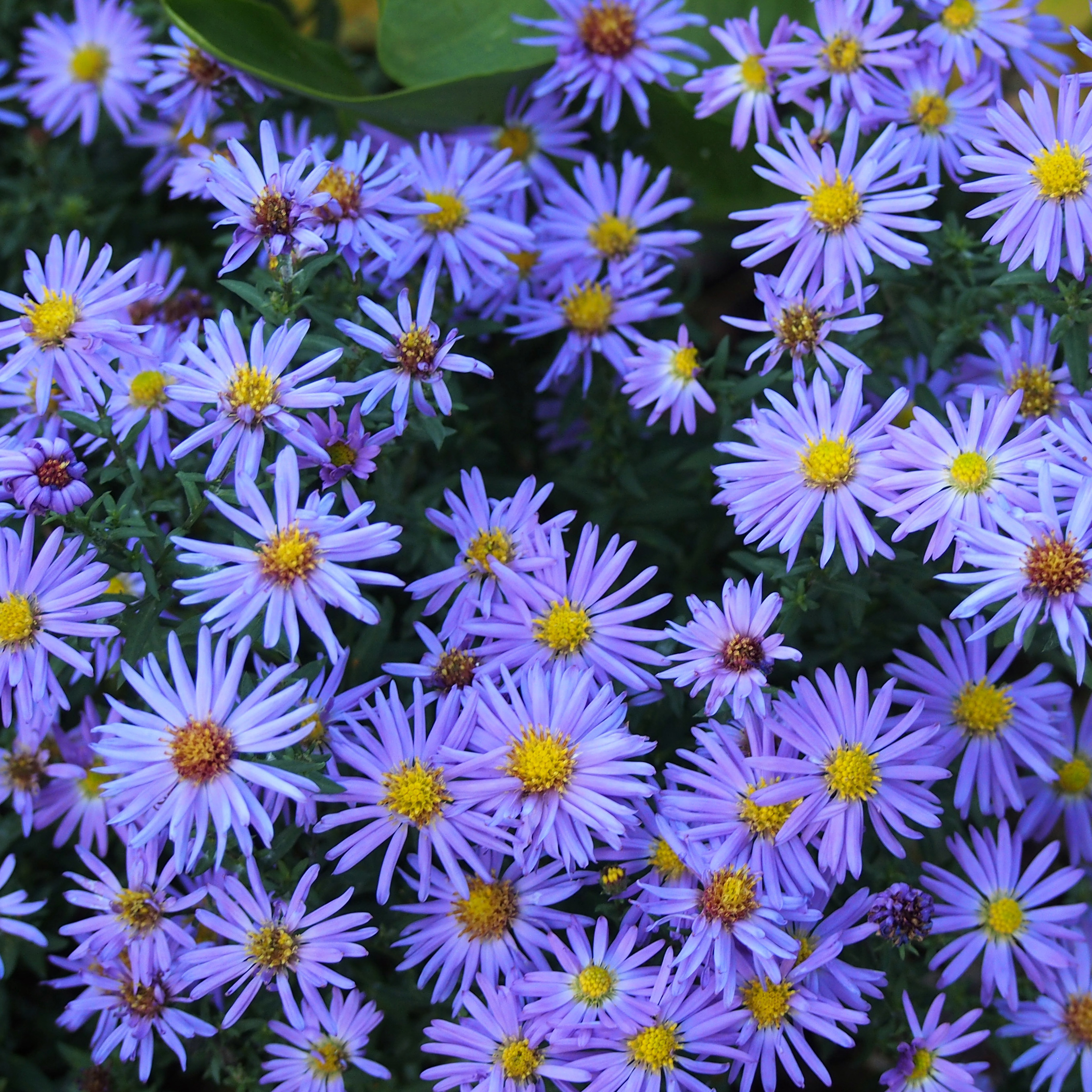 Áster azul de outono