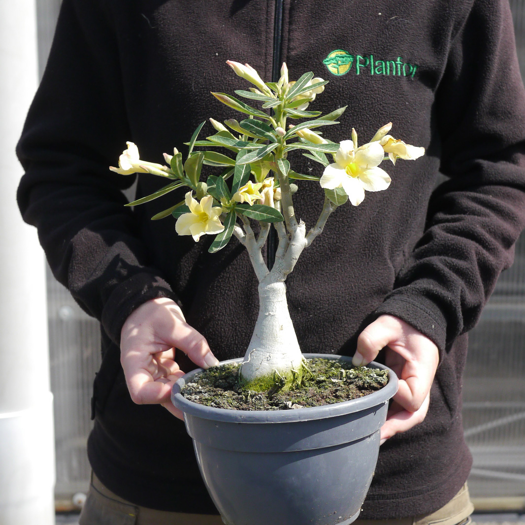 Graines Adenium Obesum (Rosa Del Deserto) - 2 Plantes - Couleurs Variées - Plantes Succulentes Faciles