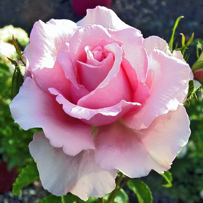 Roseira 'Sandrine Quétier'