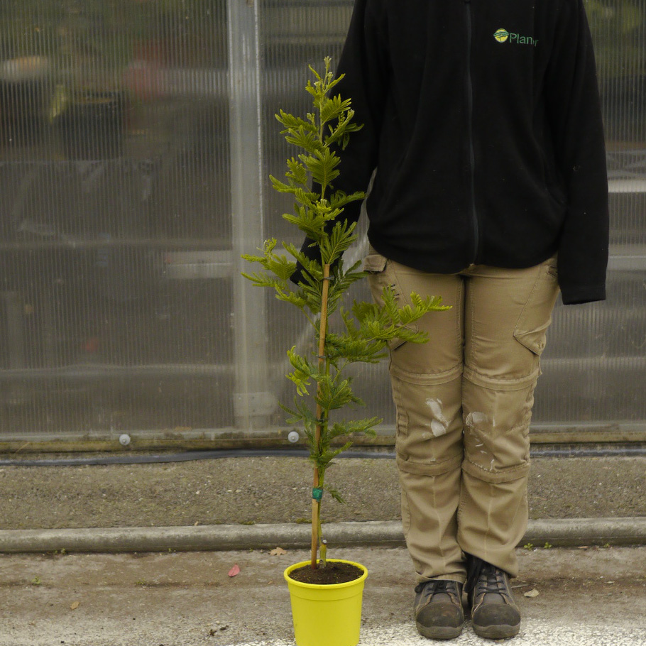 Planta proibida em Portugal-Mimosa Gaulois Astier