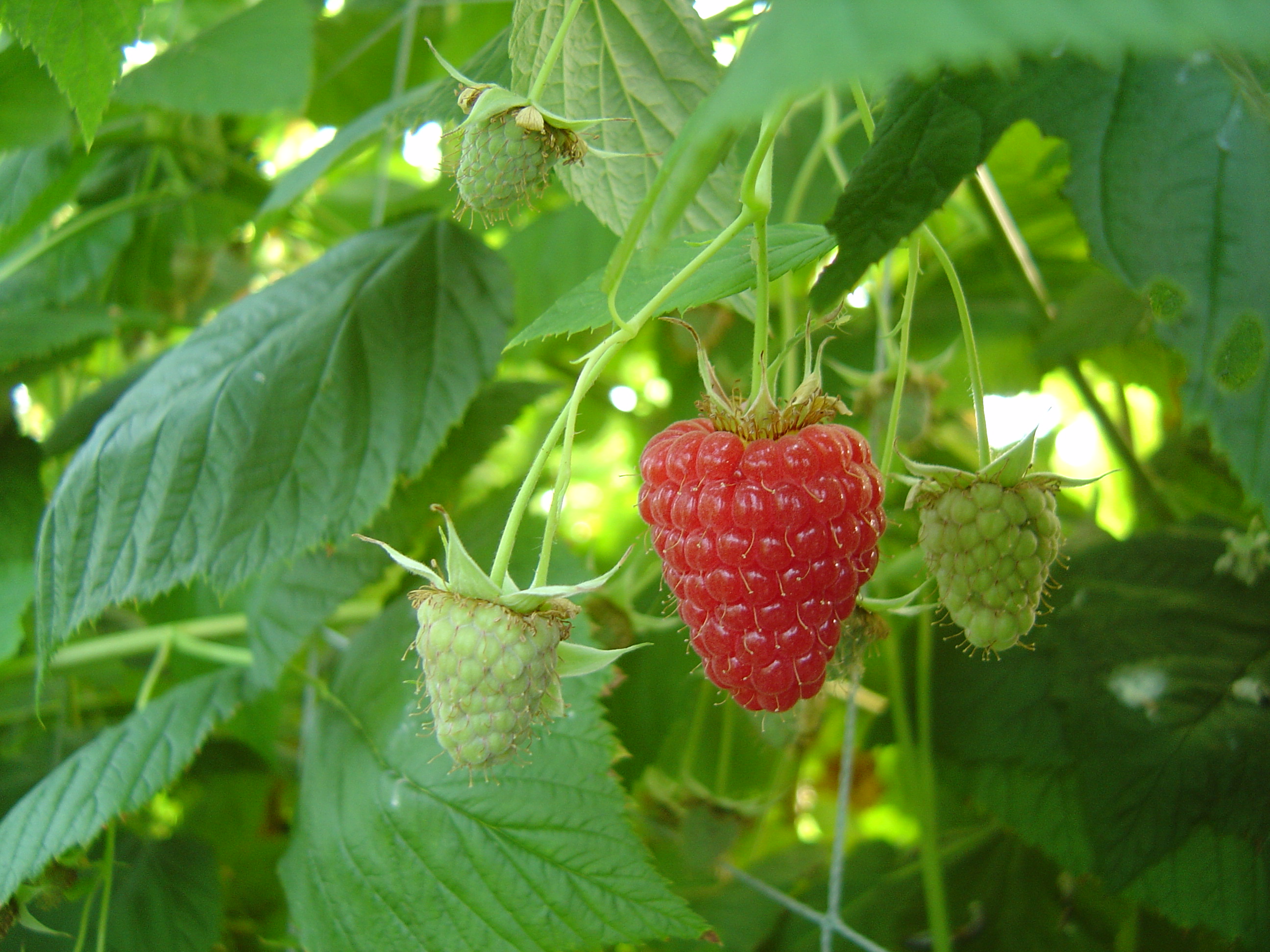 Framboesa 'Tulameen'