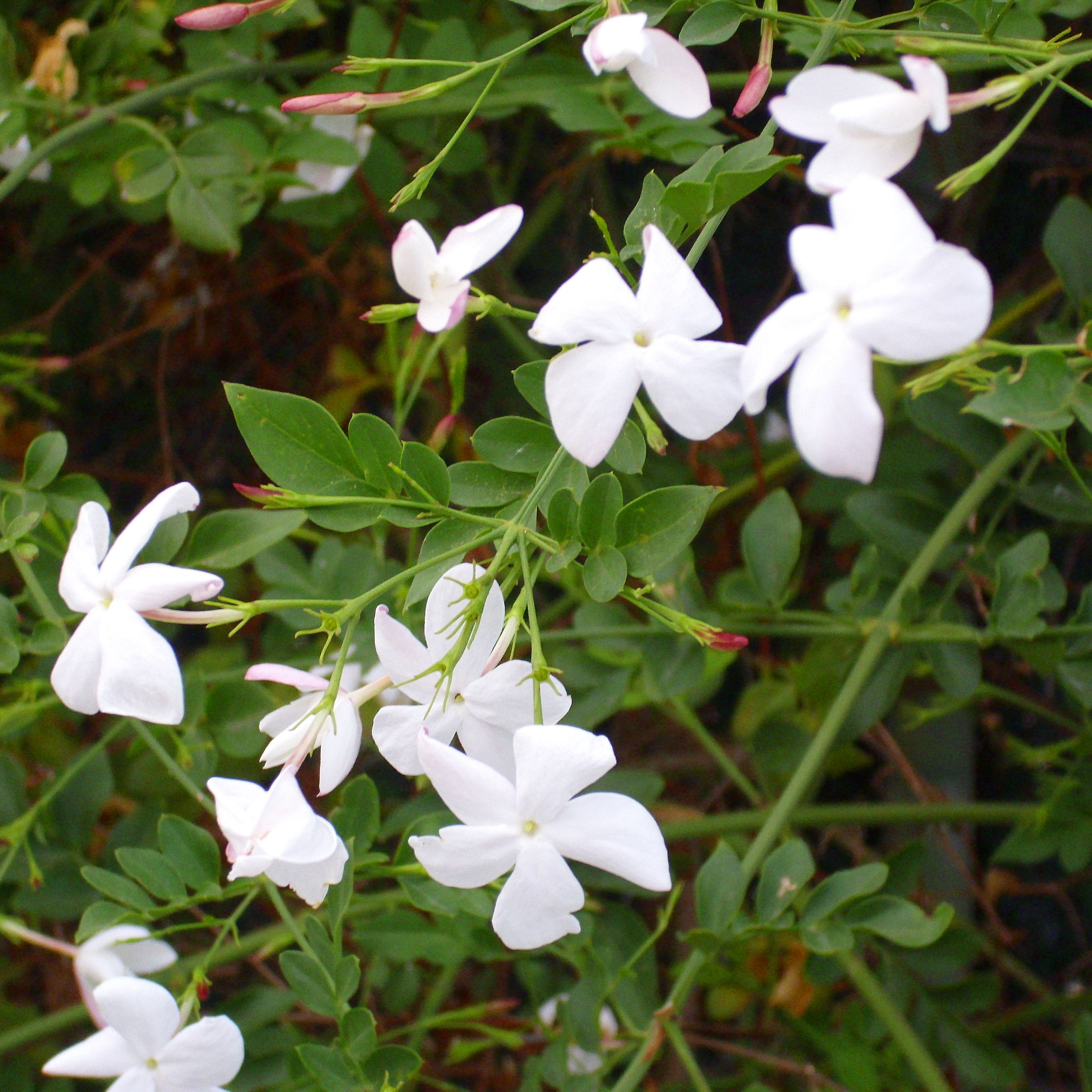 Jasmim branco : venda Jasmim branco / Jasminum officinalis