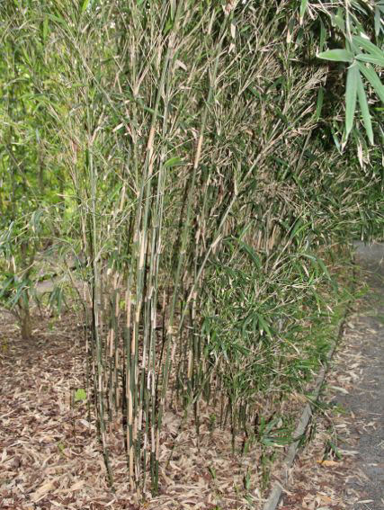 Bambu Pleioblastus chino