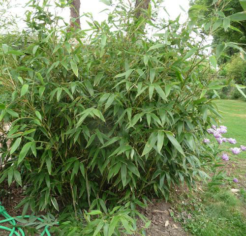 Bambu Hibano. tranquillans