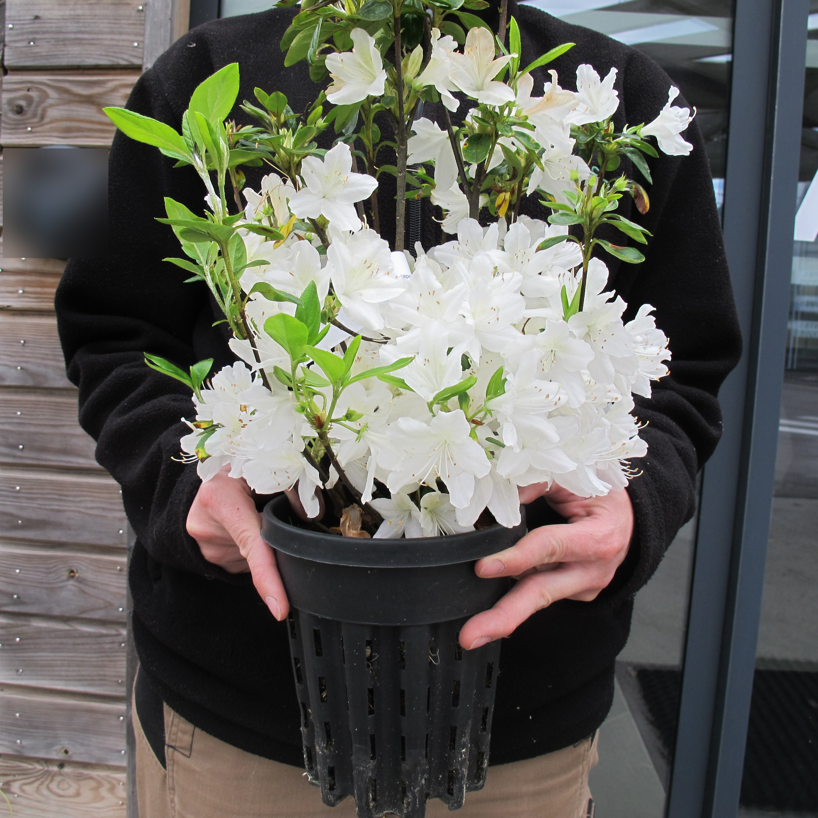 Azálea japonesa 'Olga Niblett'