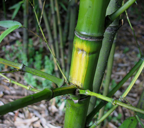 Bambu Phyllostachys aurea F I