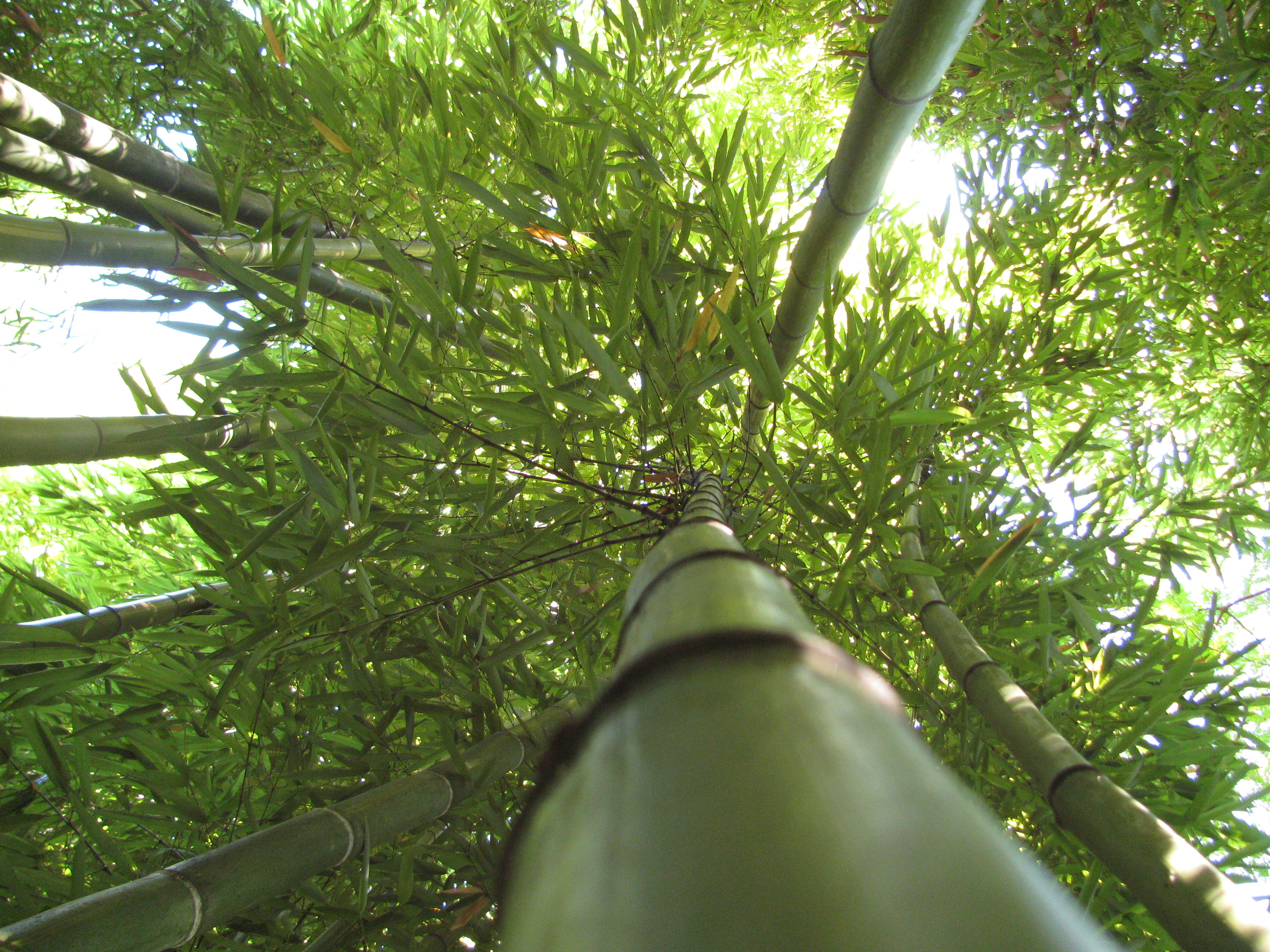 Bambu Phyllostachys vivax huang.