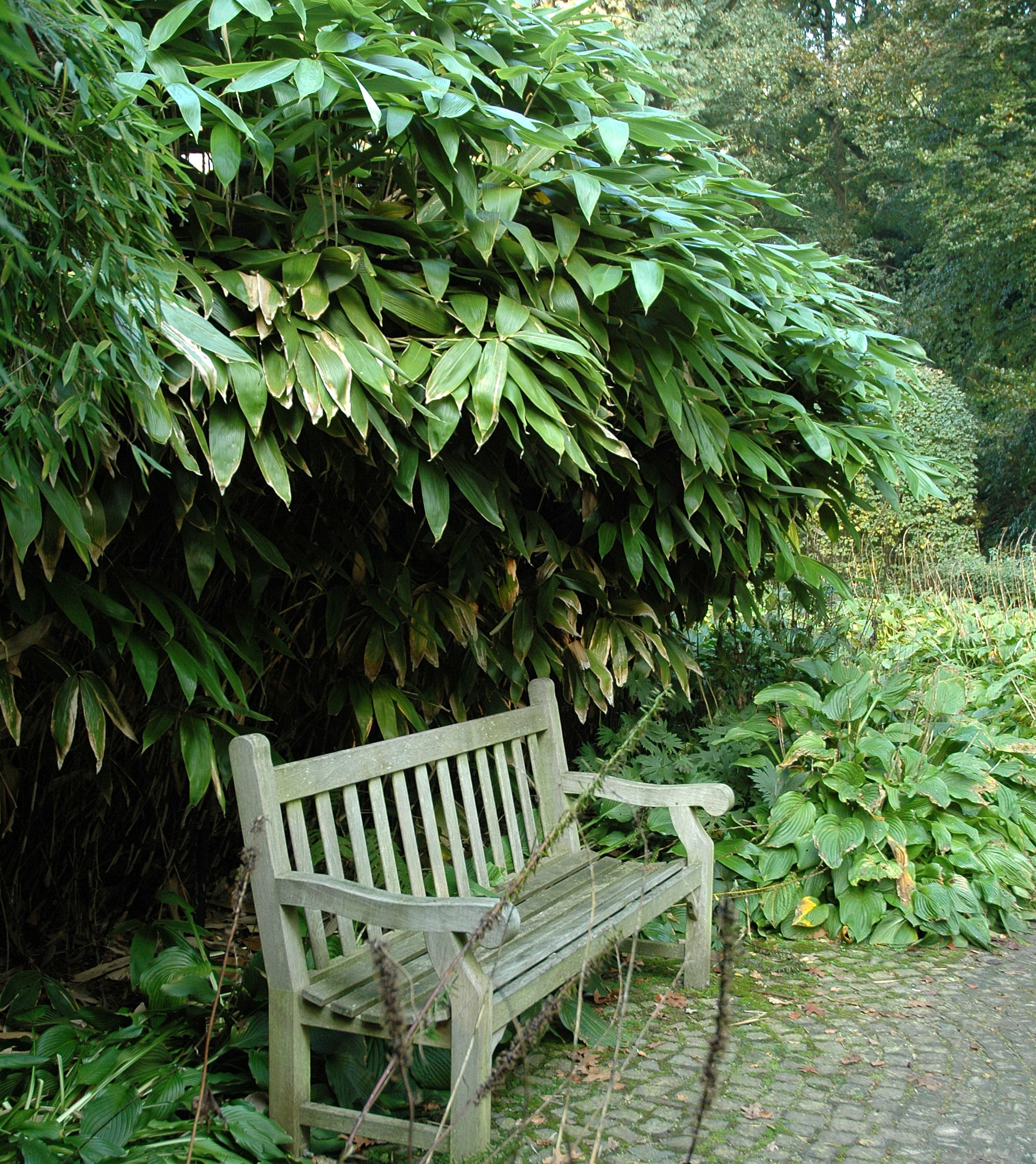 Bambu Sasa palmata