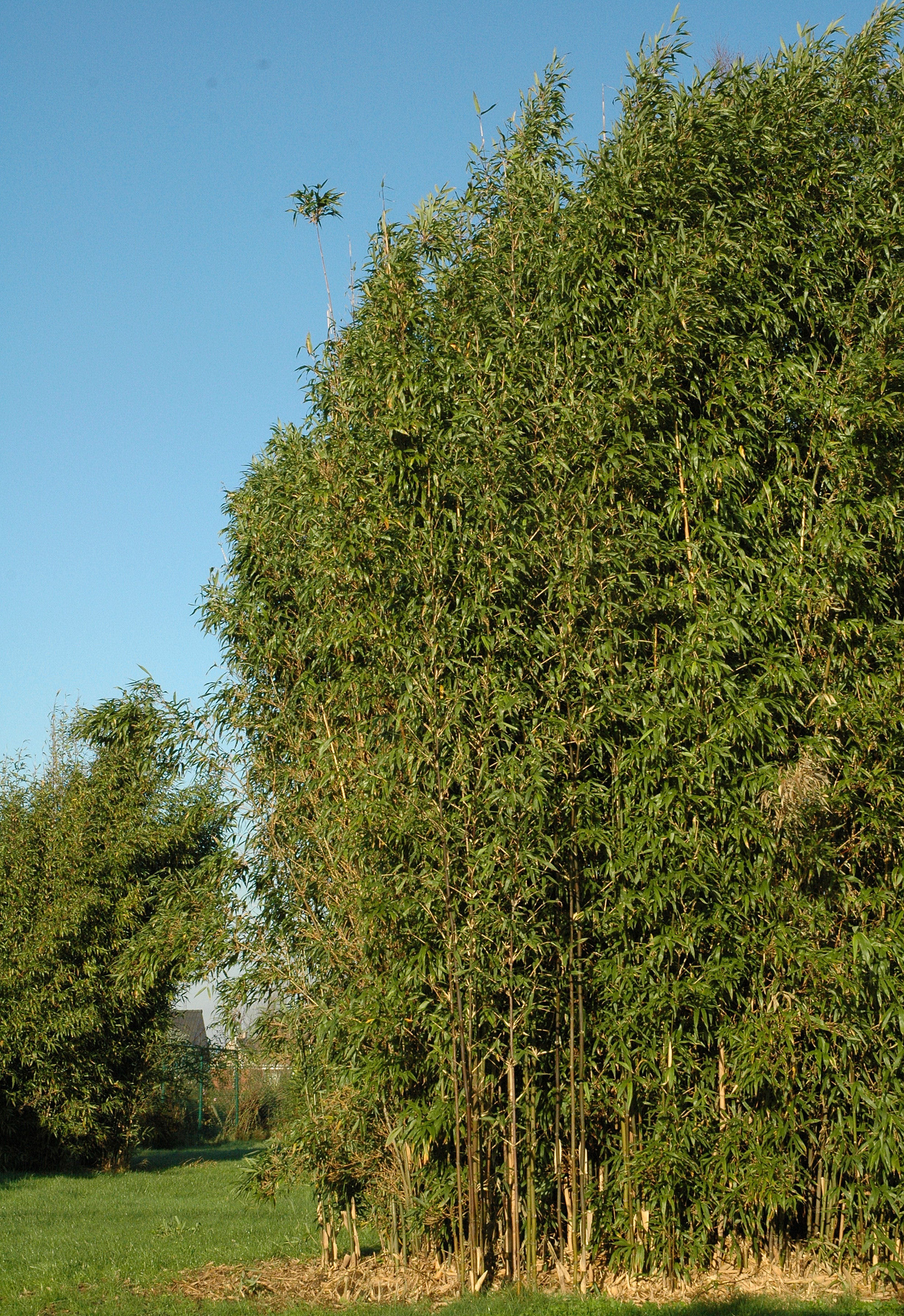 Bambu Semia. fastuosa