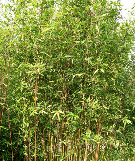Bambu Semia. makinoi