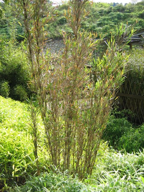 Bambu Thamnocalamus tessellatus