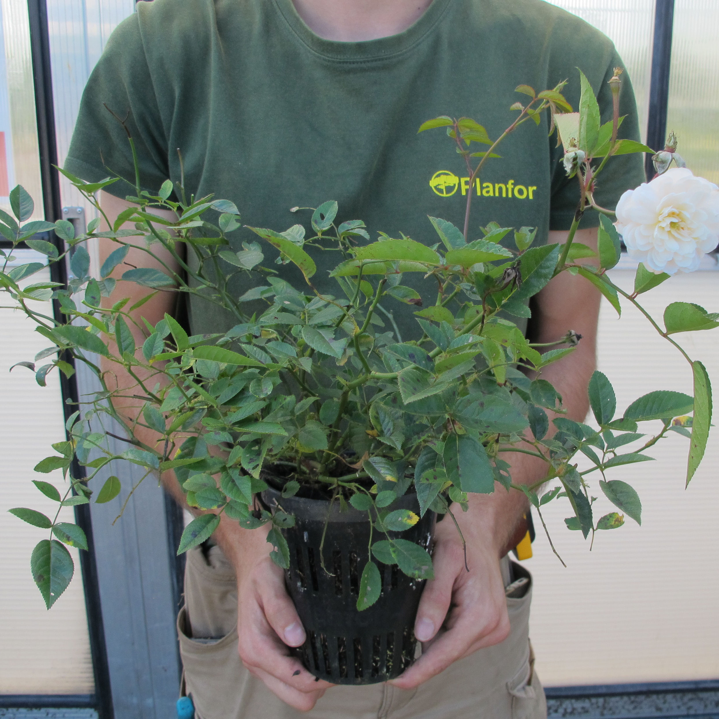 Roseira paisagística branca 'Little White Pet'