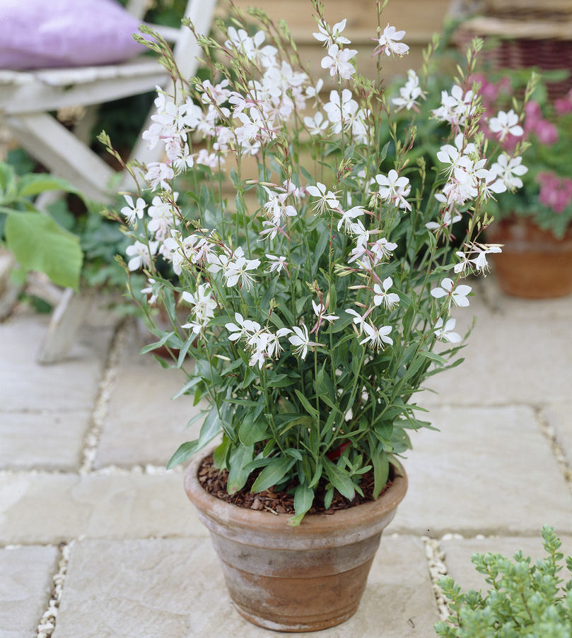 VeladaPradaria branco venda VeladaPradaria branco / Gaura