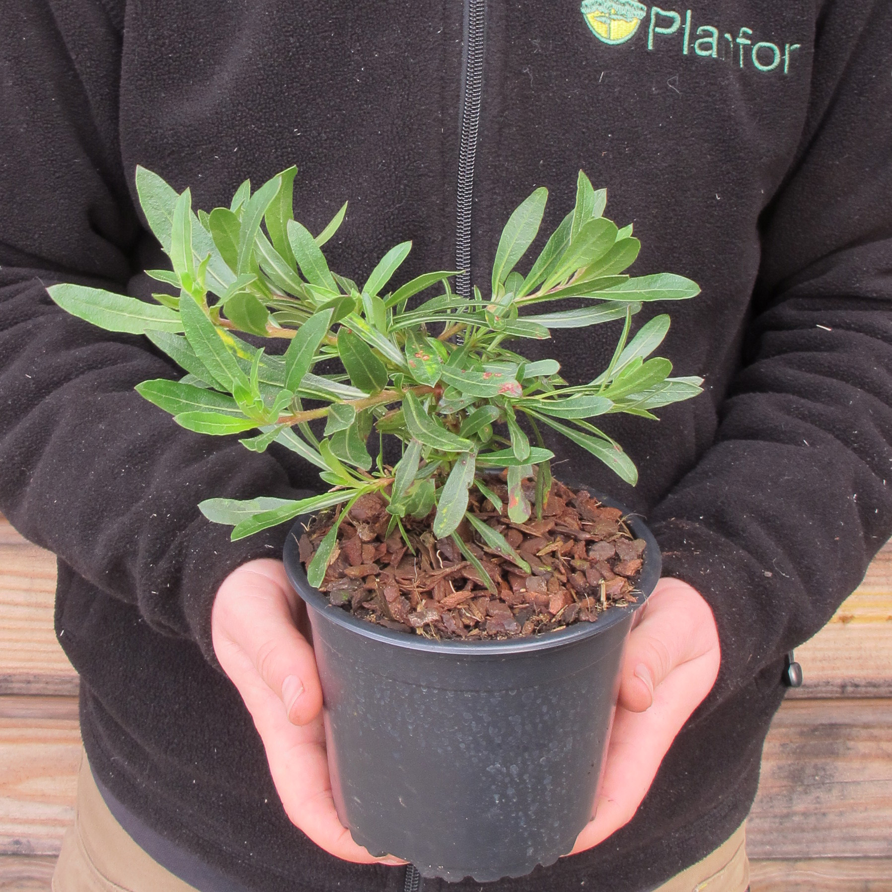 VeladaPradaria branco venda VeladaPradaria branco / Gaura