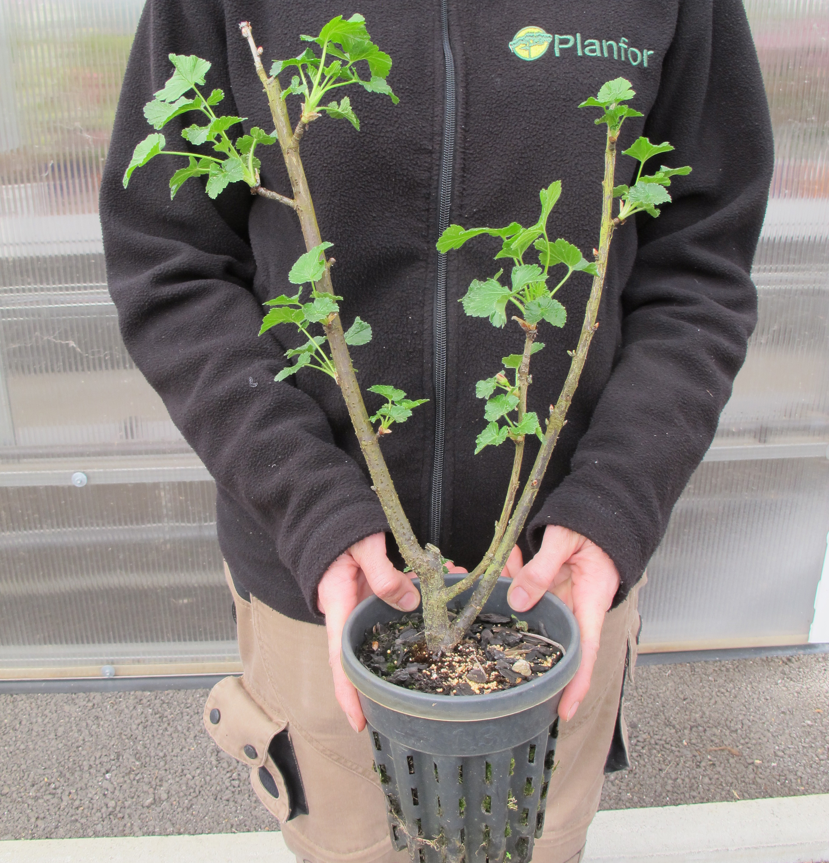 Oázis Ribiszkeköszméte - Ribes Nidigrolaria "Josta" - Konténeres