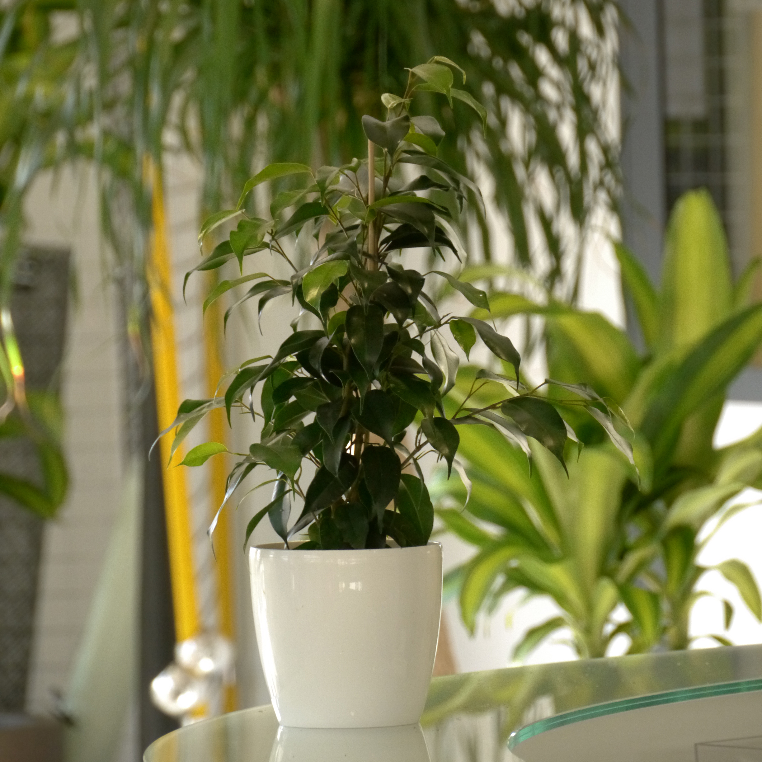 Ficus + Cachepô Branco
