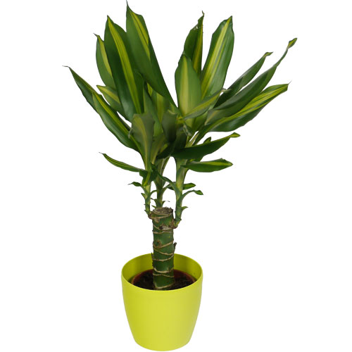 Dracaena Massangeana + Cachepô Verde Limão