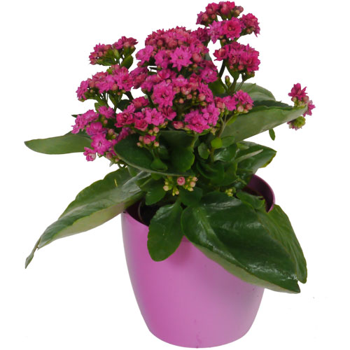 Kalanchoe rosa + Cachepô Rosa