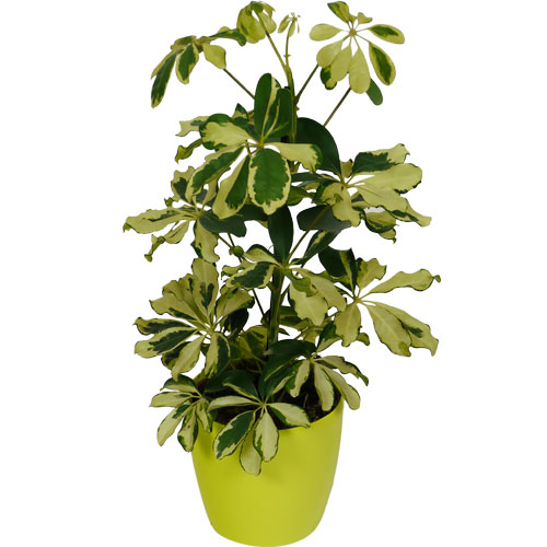 Schefflera Dalton + Cachepô Verde Limão