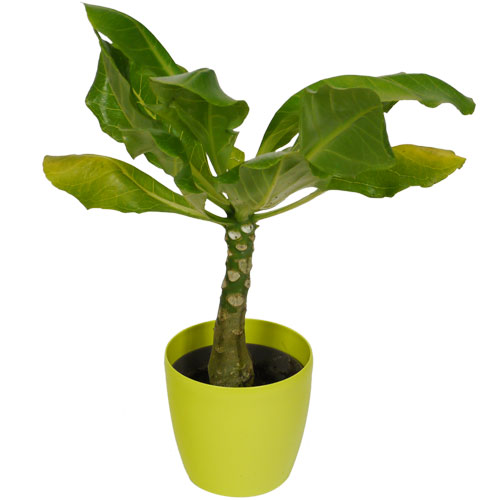 Brighamia Palmeira Havaiana + Cachepô Verde Limão