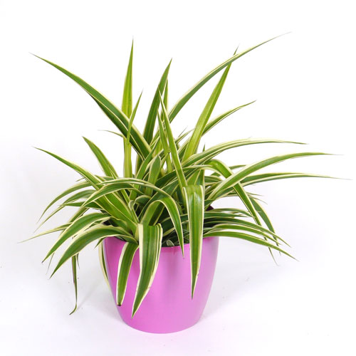 Planta Aranha Ocean + Cachepô Rosa