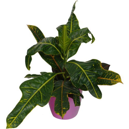 Croton Excellent  + Cachepô Rosa