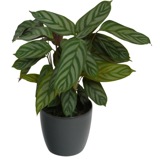 Calathea 'Compactstar' + Cachepô Antracite