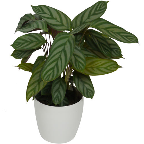Calathea 'Compactstar' + Cachepô Branco