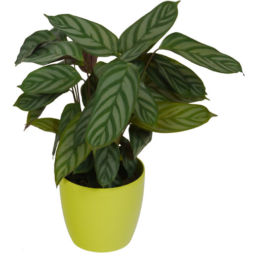 Calathea 'Compactstar' + Cachepô Verde Limão