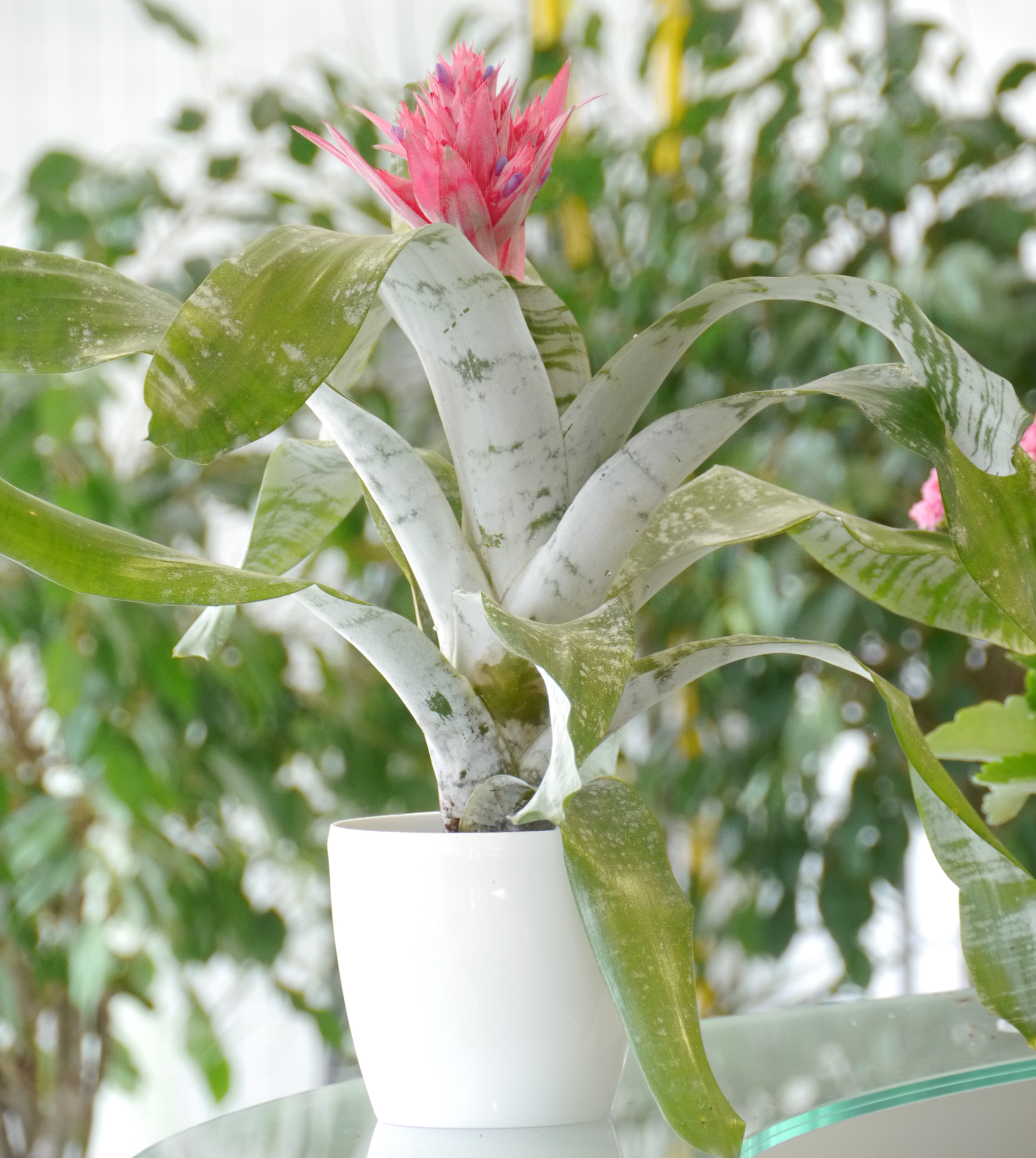 Aechmea 'Primera' + Cachepô Branco
