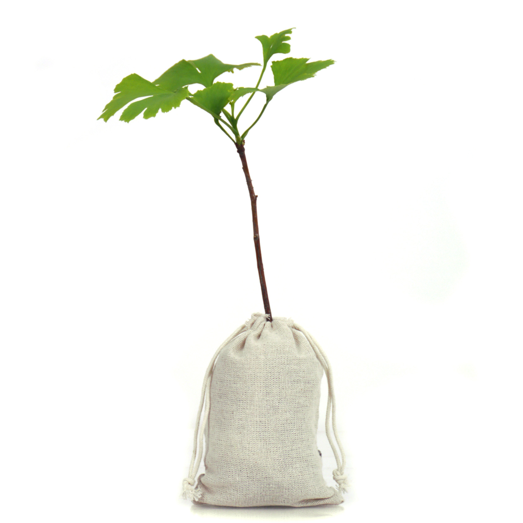 Ginkgo-bebé para casamento