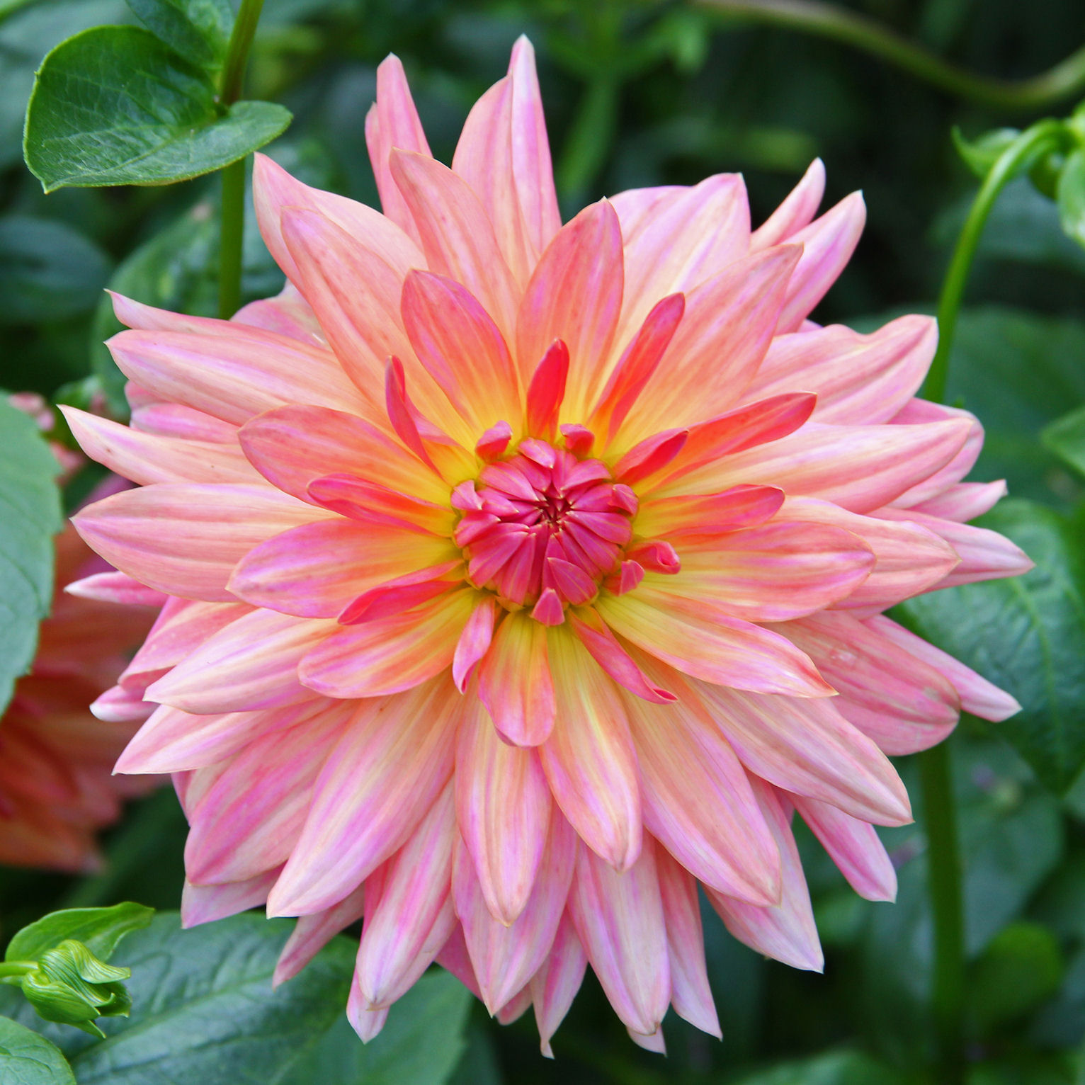 Dália Cacto 'Melody Gipsy'