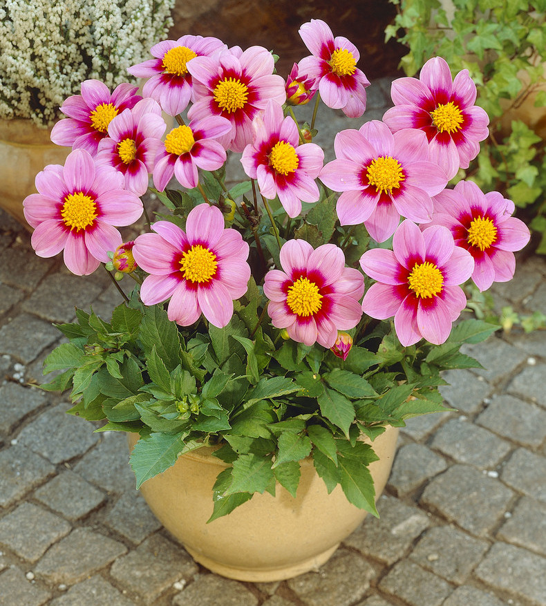 Dália Miniatura cor de rosa