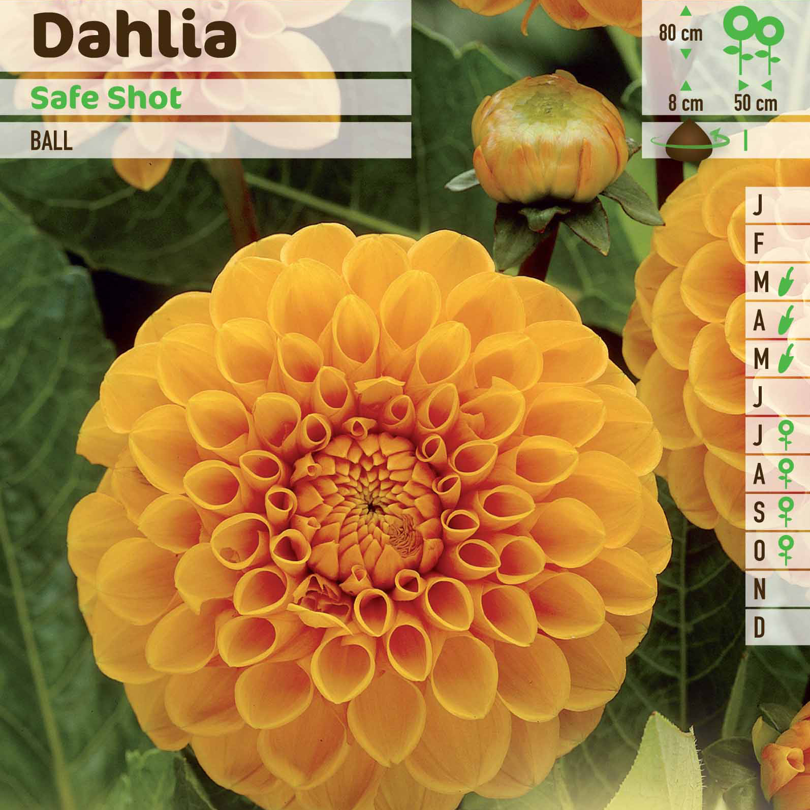 Dália Ball 'Safe Shot'