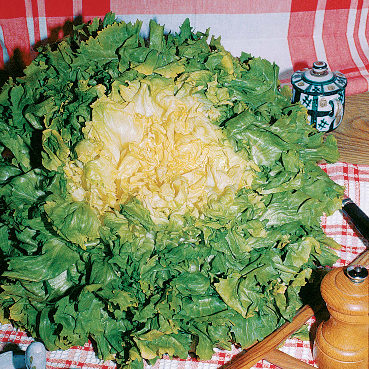 Escarola clara de coração fechado