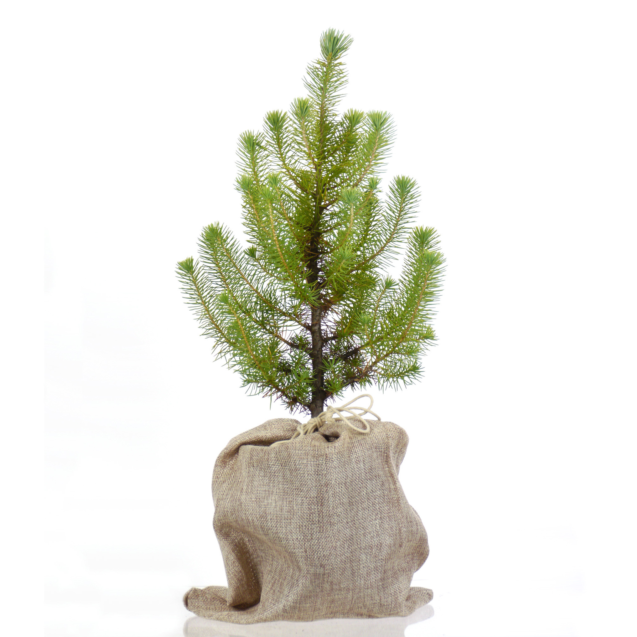 Árvores de Natal - Pinheiro-manso em vaso bolsa
