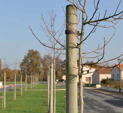 Poste fresado em Pinho Altura 180 cm