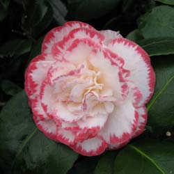 Camélia Camellia - Venda Online de Camélias