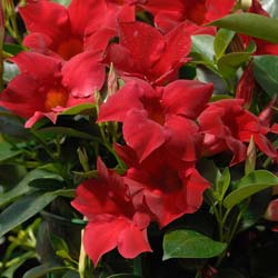 Dipladenia Vermelho