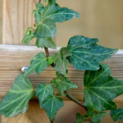 Hera comum 'Green ripple' : venda Hera comum 'Green ripple' / Hedera ...