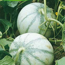 Meloa Charentais
