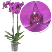 Orquídea borboleta Malva, Phalaenopsis
