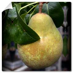 Pereiras arvores frutiferas